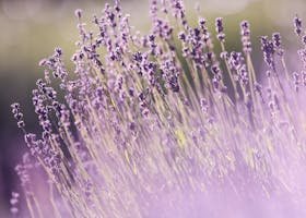 Vibrant lavender field in full bloom on a sunny summer day. Perfect for nature lovers.